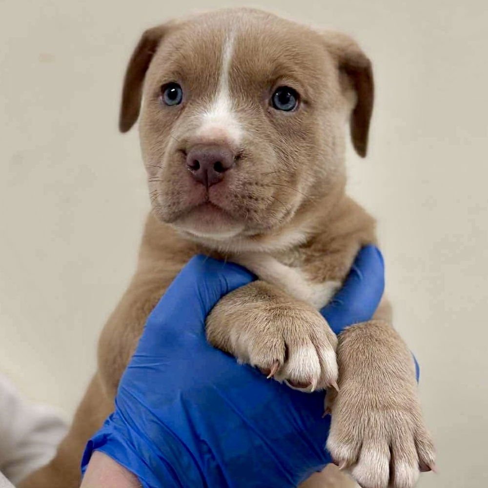 WHOBRIS (P) - Terrier available for adoption