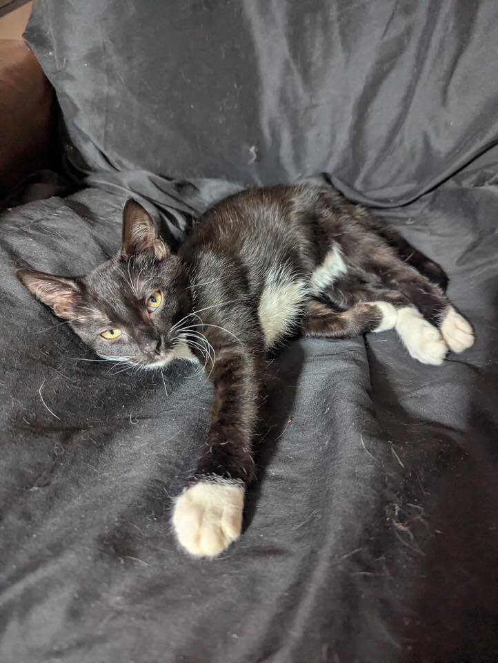 ADELE - Domestic Short Hair available for adoption