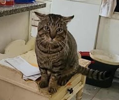 CHUBS - Domestic Short Hair available for adoption