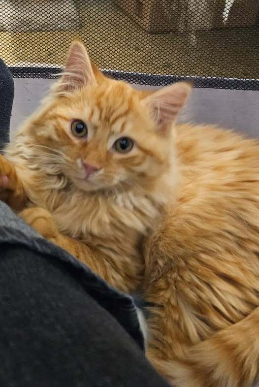MILO - Maine Coon available for adoption