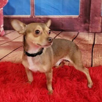 NINO - Chihuahua available for adoption