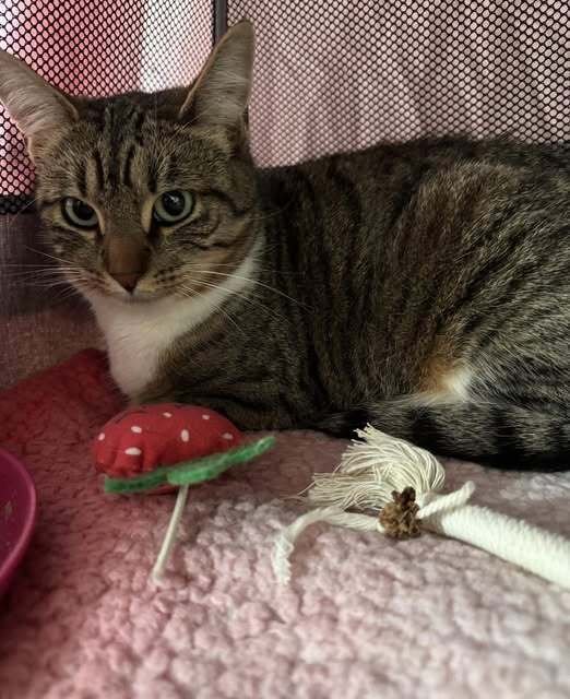 MARIANNE - Domestic Short Hair available for adoption