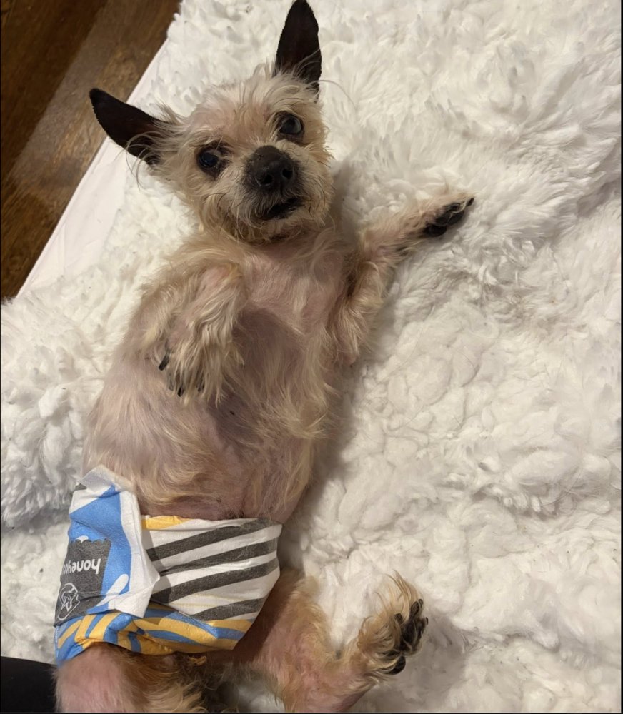 HARLEY DAVIDSON - Yorkshire Terrier Yorkie / Terrier available for adoption