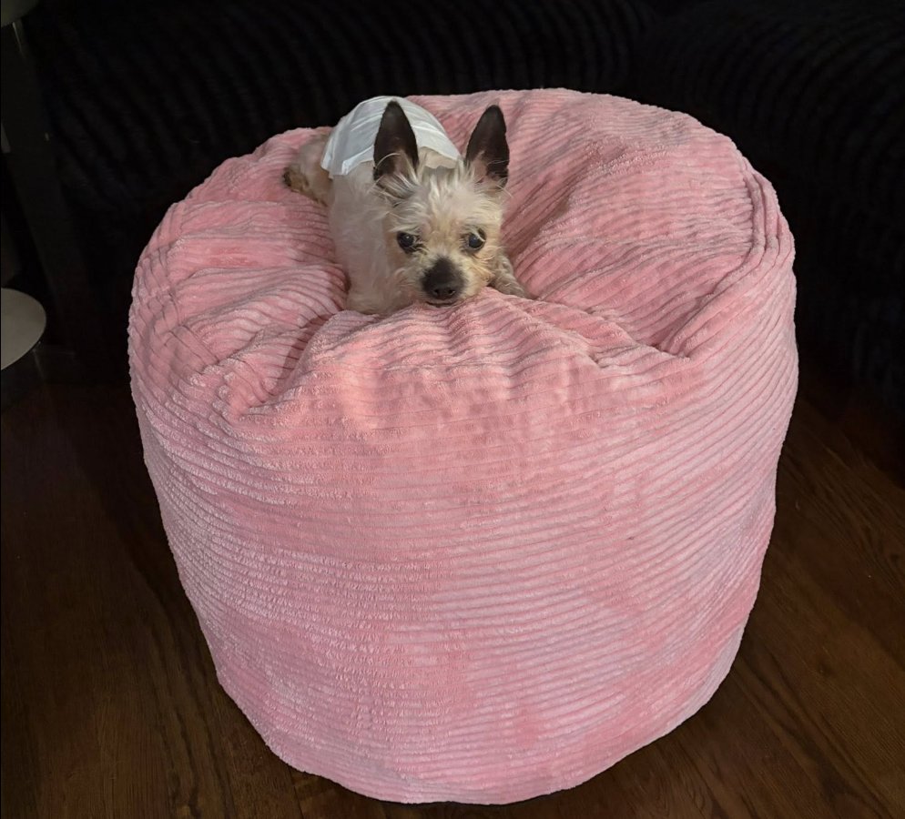 HARLEY DAVIDSON - Yorkshire Terrier Yorkie / Terrier available for adoption