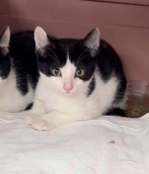 BENITO - Domestic Short Hair available for adoption