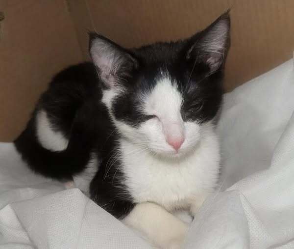 CELINE - Domestic Short Hair available for adoption