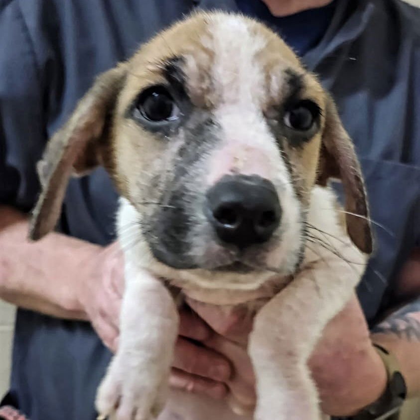 WINTER (P) - Terrier available for adoption