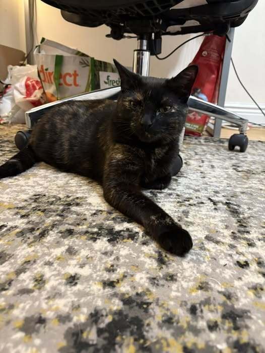 IVY - Domestic Short Hair available for adoption