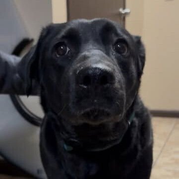 PALOMA - Labrador Retriever / Terrier available for adoption