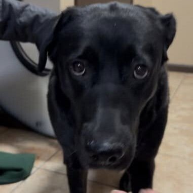 PALOMA - Labrador Retriever / Terrier available for adoption