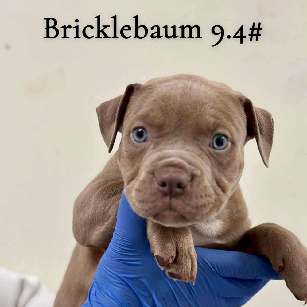 BRICKLEBAUM (P) - Terrier available for adoption