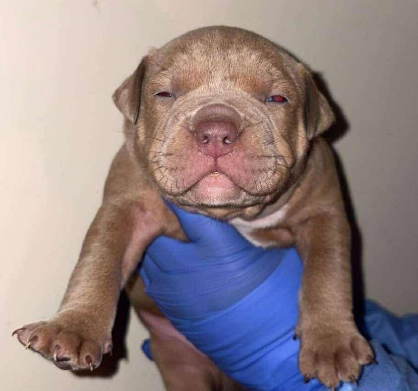 BRICKLEBAUM (P) - Terrier available for adoption