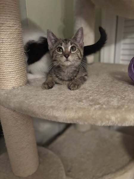 OPRAH - Domestic Short Hair available for adoption