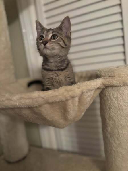 OPRAH - Domestic Short Hair available for adoption