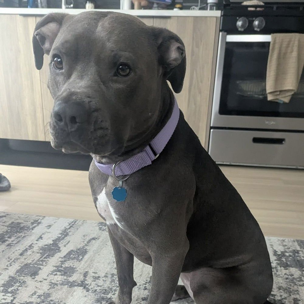 TOVA BLU - American Staffordshire Terrier / Terrier available for adoption