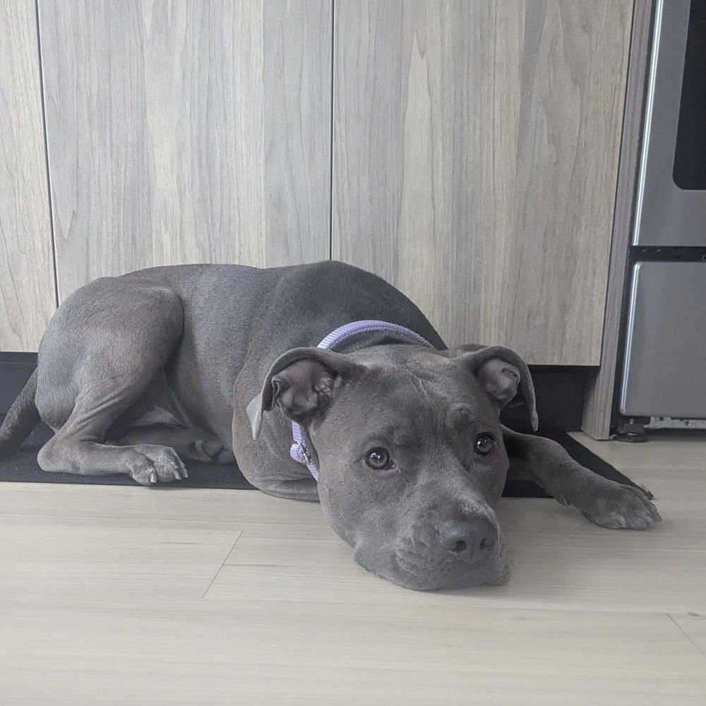 TOVA BLU - American Staffordshire Terrier / Terrier available for adoption