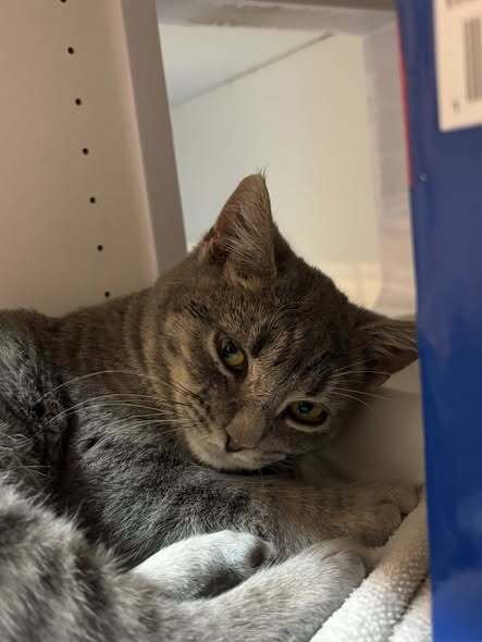 JUICY - Domestic Short Hair available for adoption