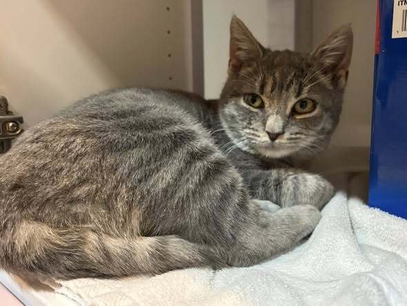 JUICY - Domestic Short Hair available for adoption