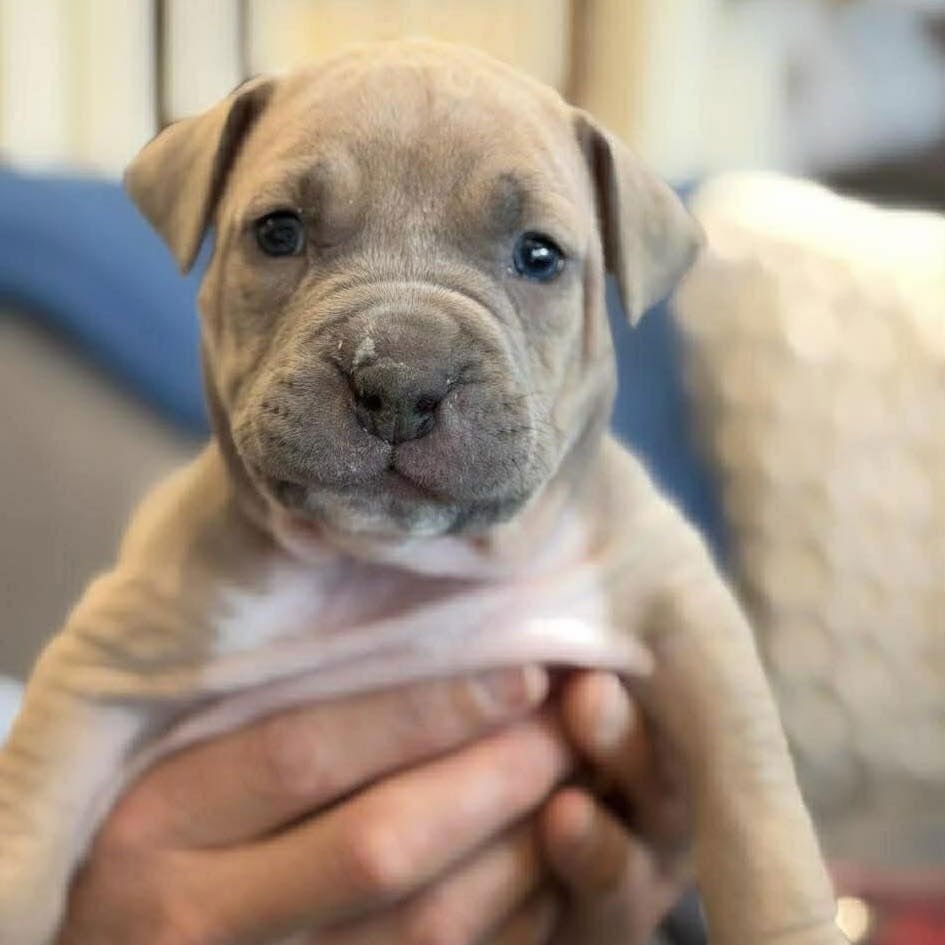 WILDE (P) - American Staffordshire Terrier available for adoption