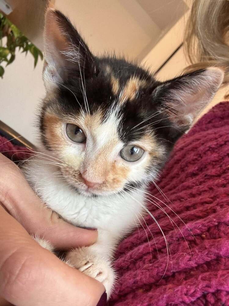 LAULU - Domestic Short Hair available for adoption