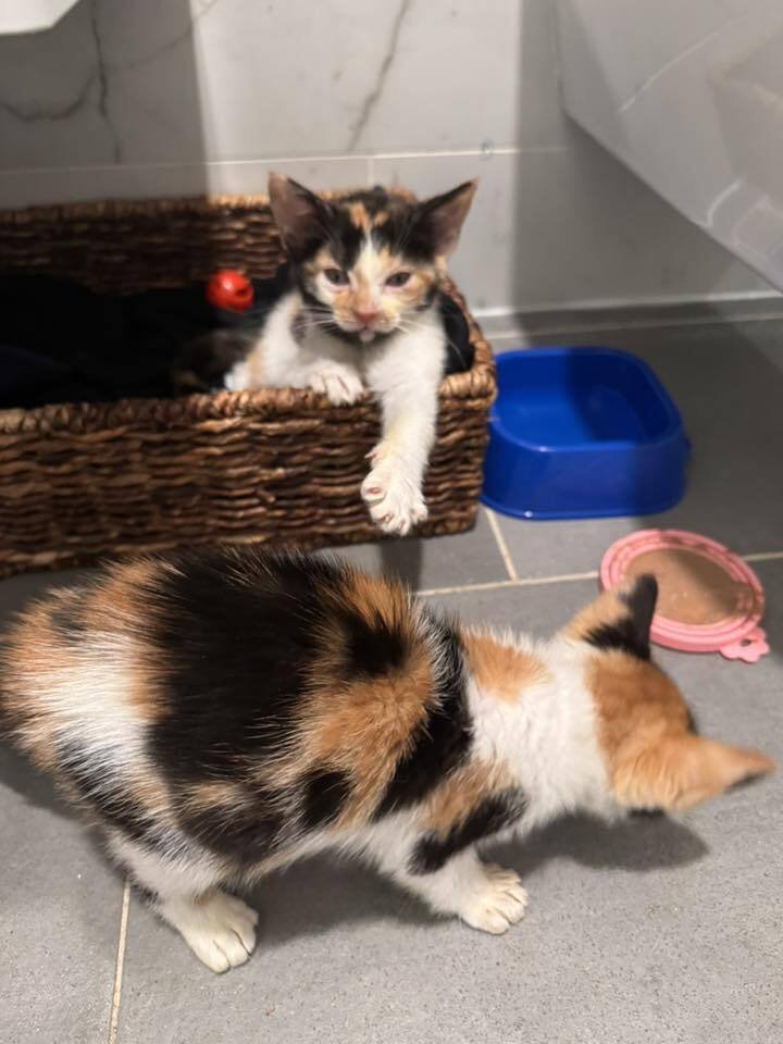 LAULU - Domestic Short Hair available for adoption