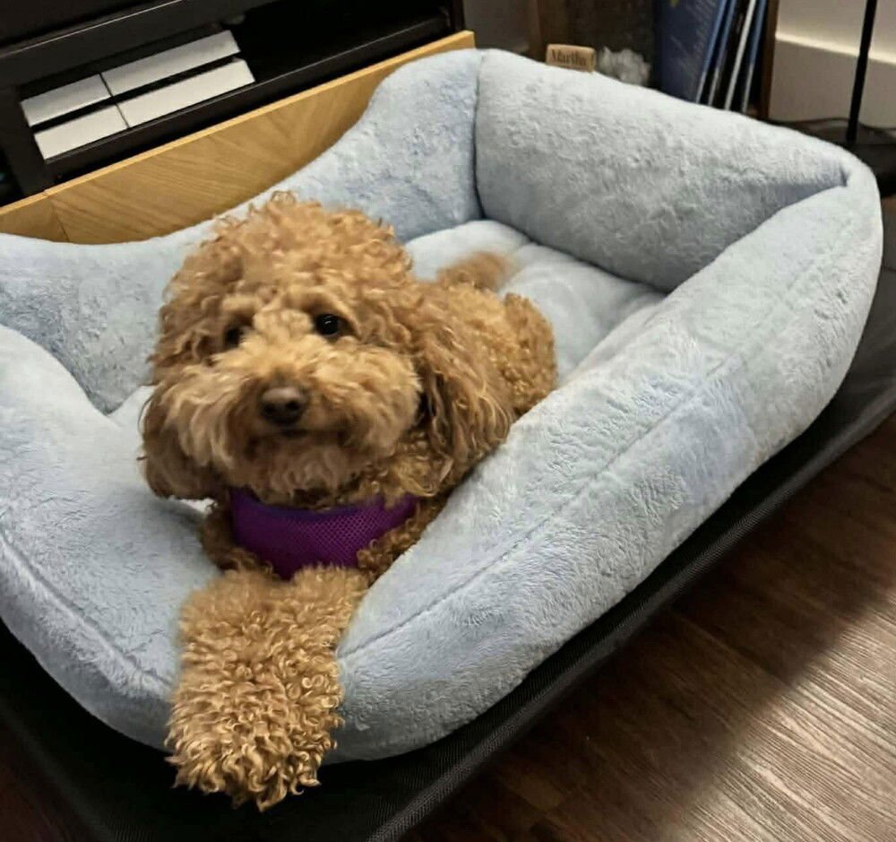 BOO RADLEY - Cocker Spaniel / Poodle (unknown type) available for adoption