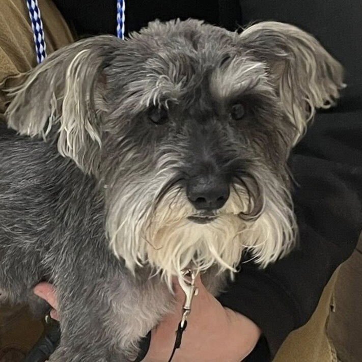 PRISCILLA PRESLEY - Miniature Schnauzer / Terrier available for adoption