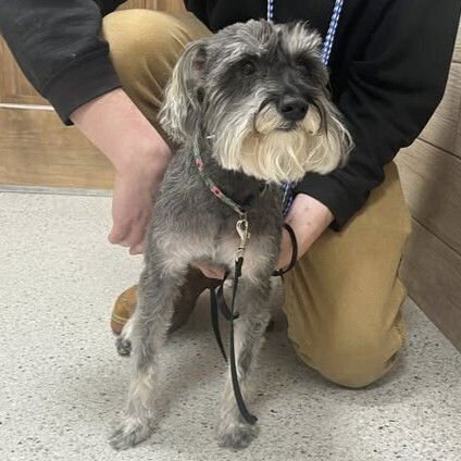 PRISCILLA PRESLEY - Miniature Schnauzer / Terrier available for adoption