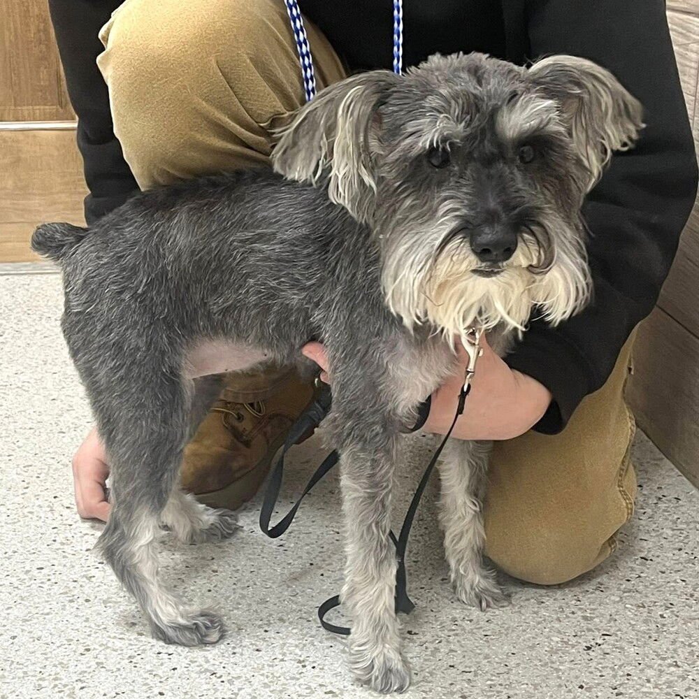 Priscilla Presley - Photo 4