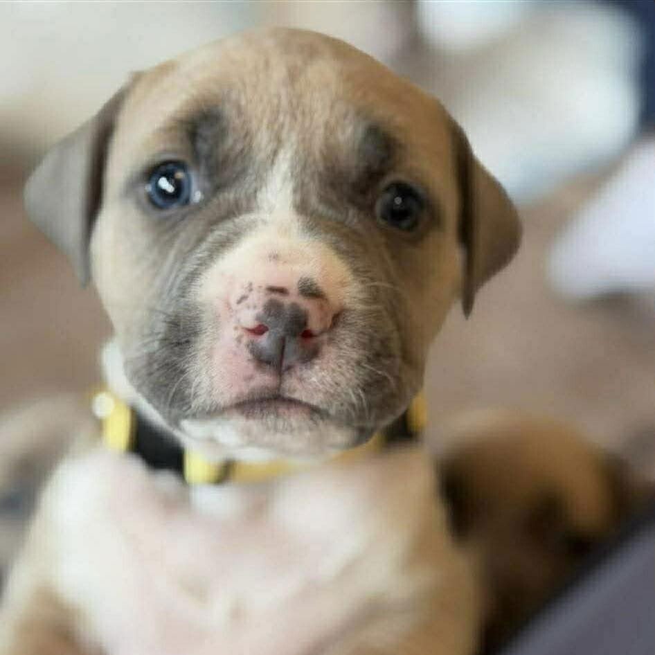 FLYNN (P) - Terrier available for adoption