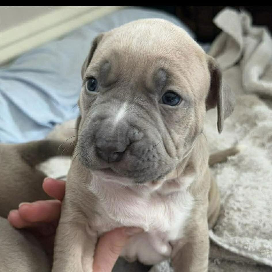 TWAIN (P) - Terrier available for adoption