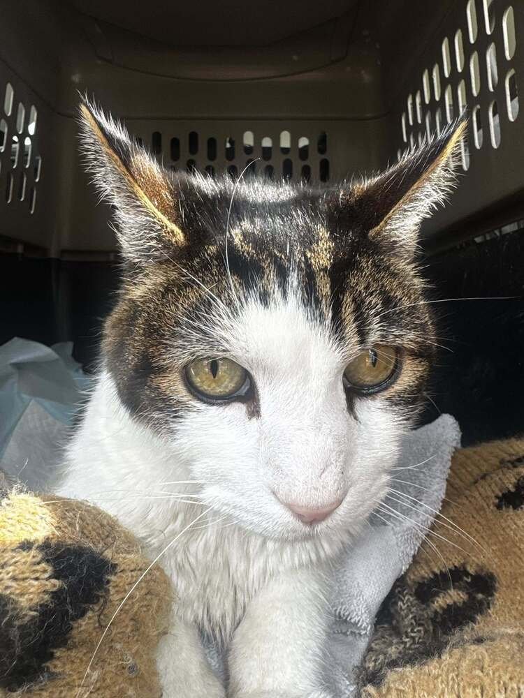 EDDIE - Domestic Short Hair available for adoption