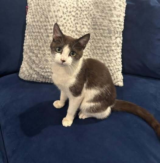 CLOVER - Domestic Short Hair available for adoption