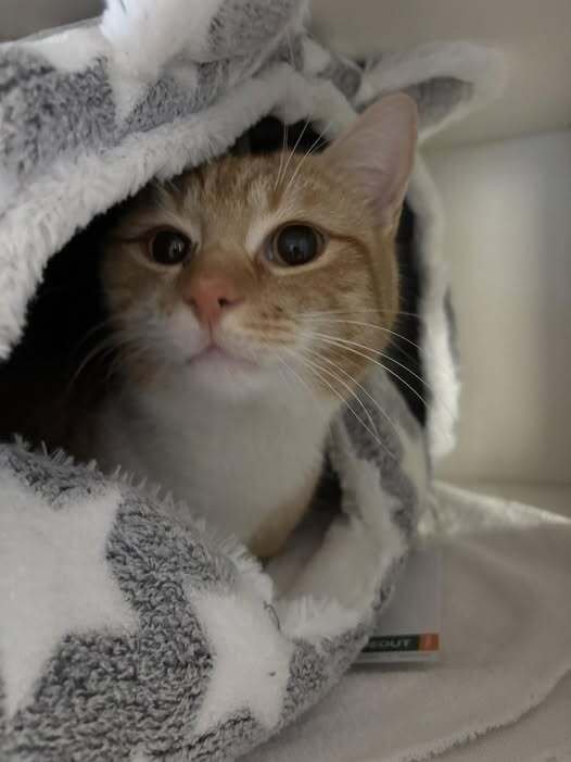 SUNDANCE - Domestic Short Hair available for adoption