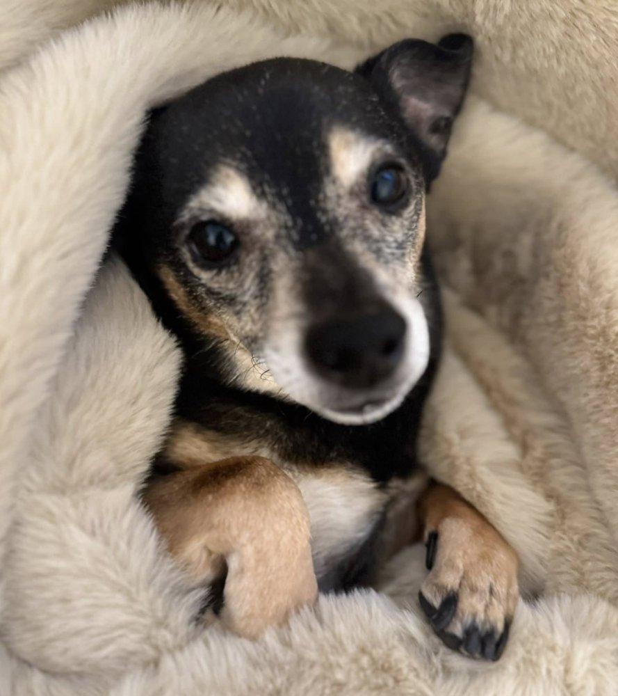 KUSH - Chihuahua / Dachshund available for adoption