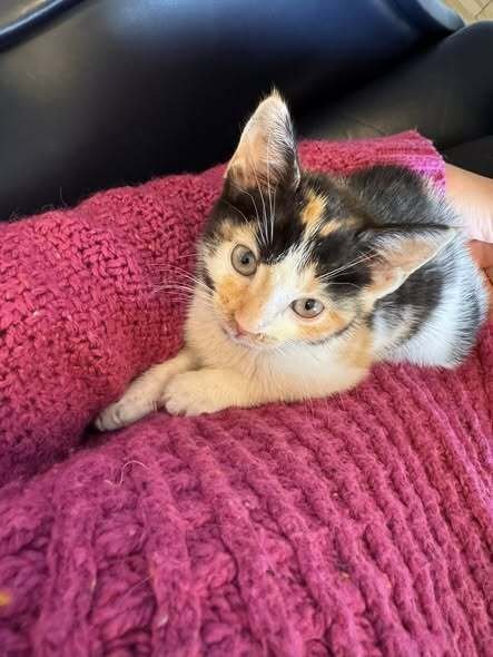 LALA - Domestic Short Hair available for adoption