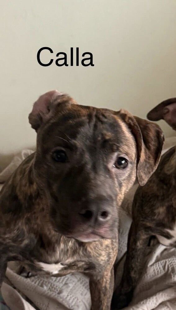 CALLA - Terrier available for adoption