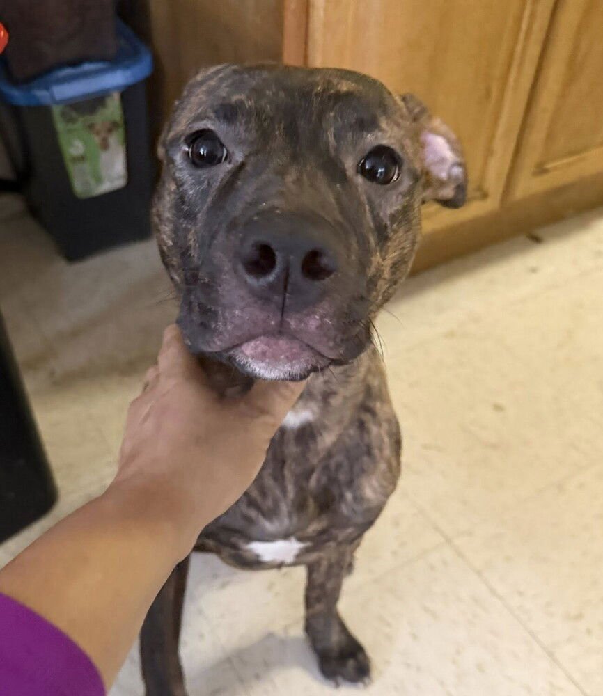 CALLA - Terrier available for adoption