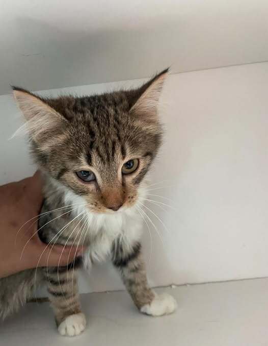 BLAKE - Domestic Short Hair available for adoption