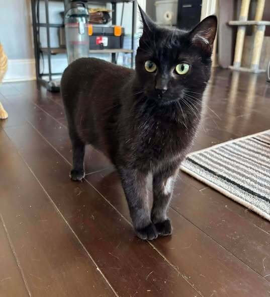 TOOTHLESS - Domestic Short Hair available for adoption