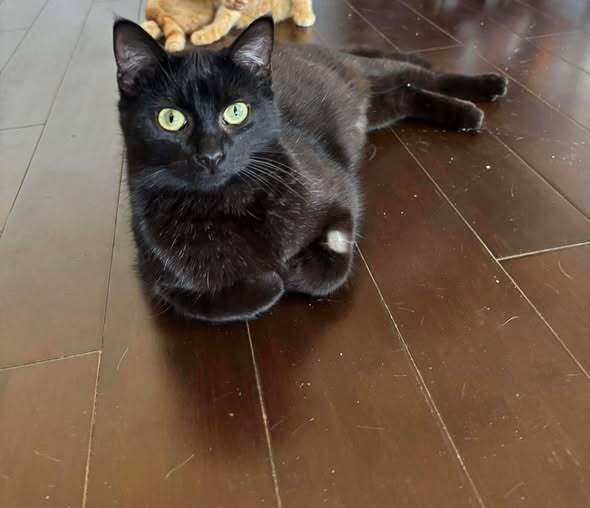 TOOTHLESS - Domestic Short Hair available for adoption