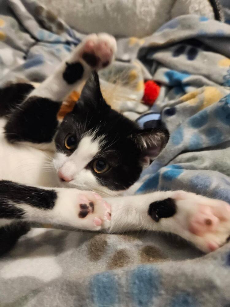 SISSY - Domestic Short Hair available for adoption