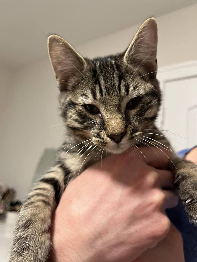 PUDDIN - Domestic Short Hair available for adoption