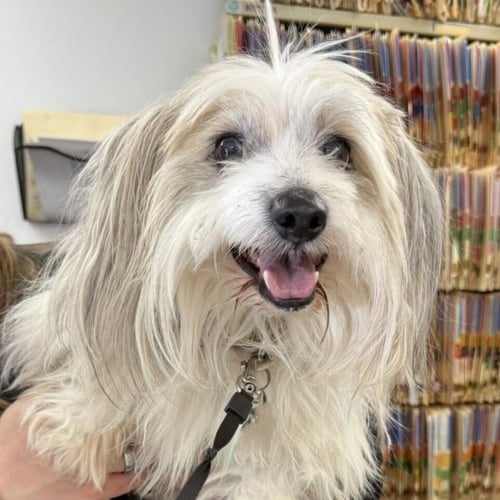 OTTO TOBY - Terrier available for adoption