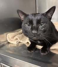 WEASEL - Domestic Short Hair available for adoption