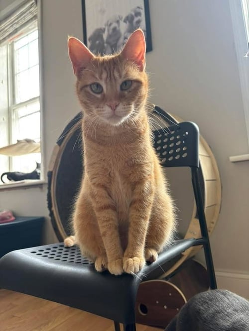 DIANA ROSS - Domestic Short Hair available for adoption