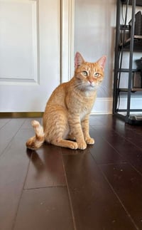 Diana Ross - Photo 2