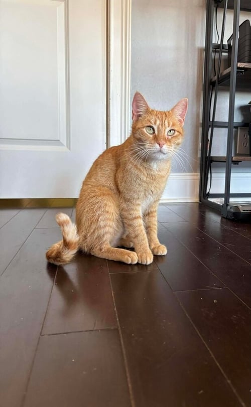 DIANA ROSS - Domestic Short Hair available for adoption