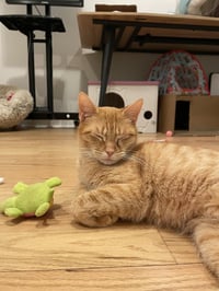 Diana Ross - Photo 3