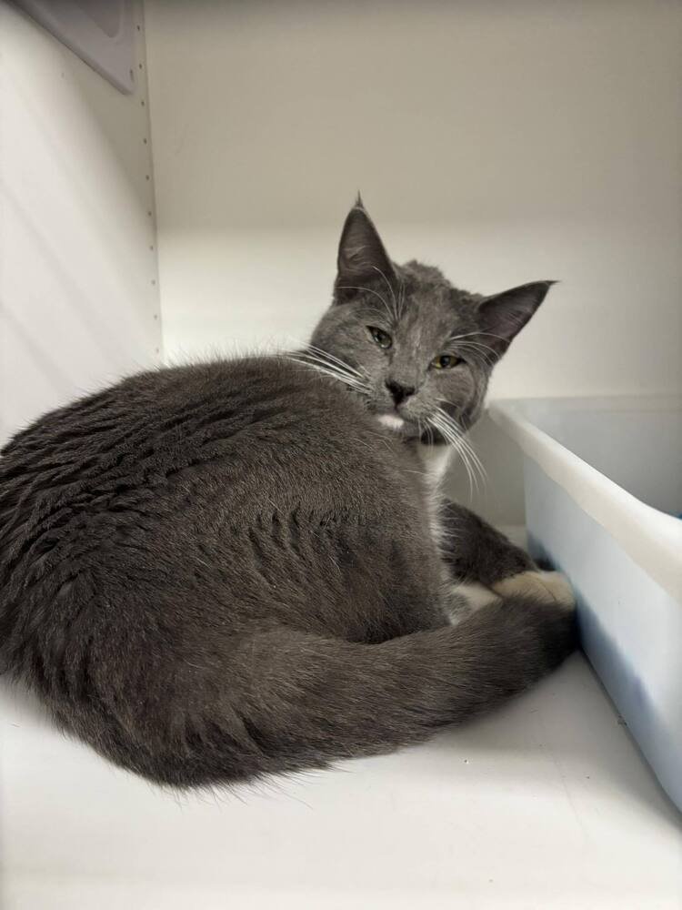 JEFF - Domestic Short Hair available for adoption